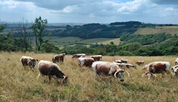 Dorset: Summer beef meeting